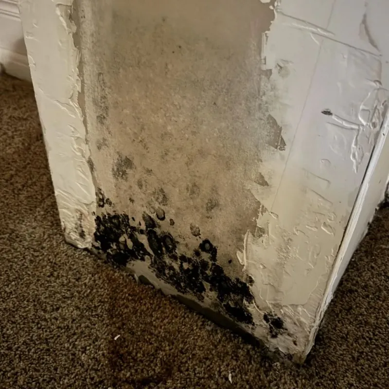 Professional Mold Removal in City of Fredericksburg, VA